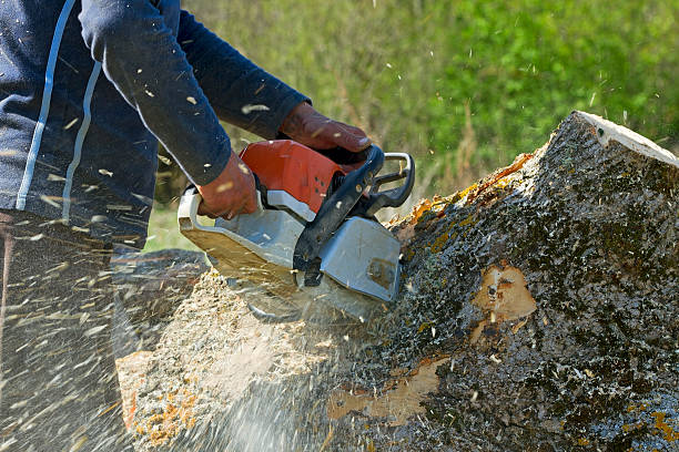 How Our Tree Care Process Works  in  Moss Beach, CA